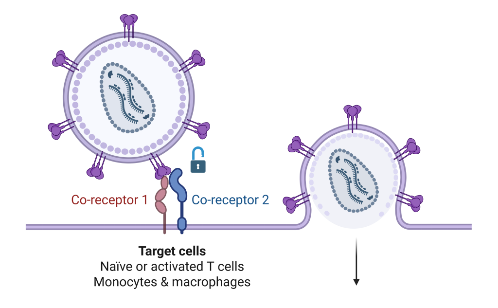 thesian bio Illustration Ariane MoA